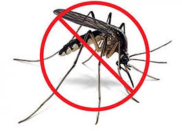 Foto de Los mosquitos Aedes aegypti transmiten el dengue a las personas por medio de picaduras.